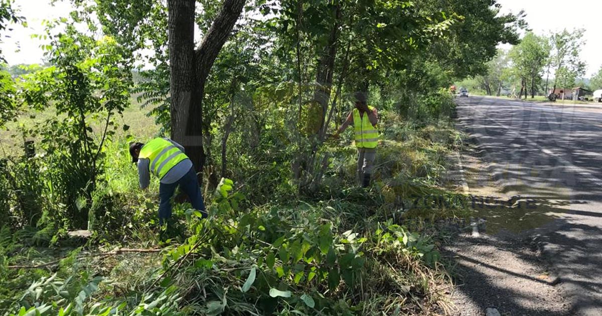 Limpiara y se reforestaran, áreas verdes en la carretera