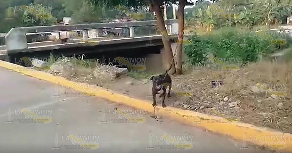 Denuncian agresión de perro