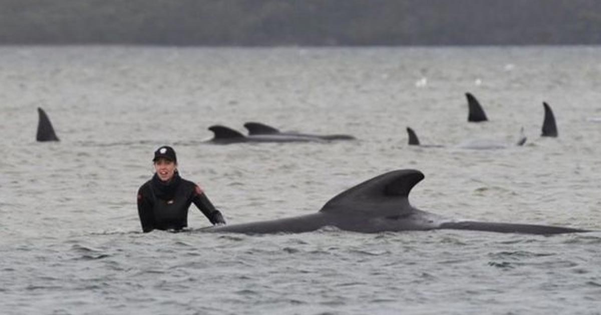 Centenares de ballenas varadas en Australia