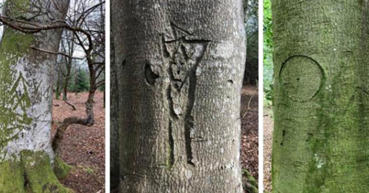 ¿Símbolos del bosque encantado? Marcas de reyes y brujas talladas en árboles ingleses