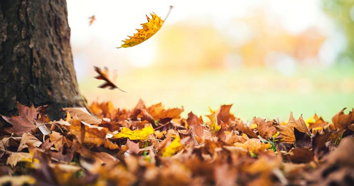 Hoy entró el otoño