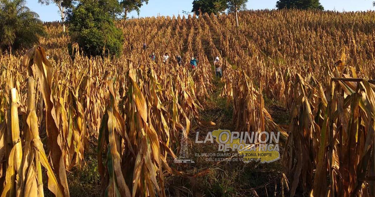 Productores esperan precios de garantía