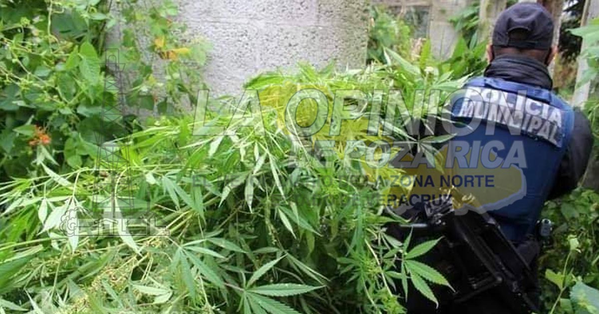 Incineran plantío de marihuana