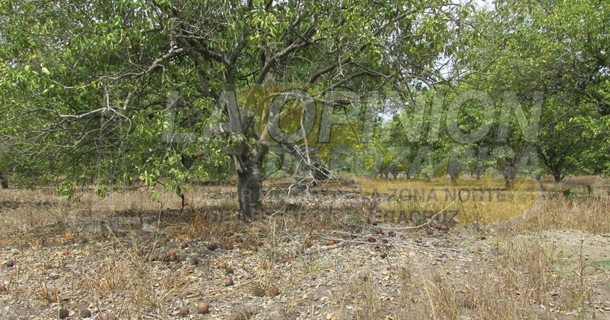 No les llegó seguro agrícola