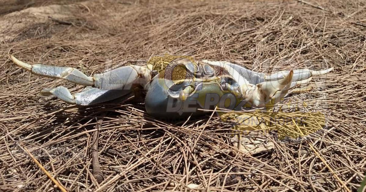 Vigilan que pescadores respeten veda del Cangrejo Azul
