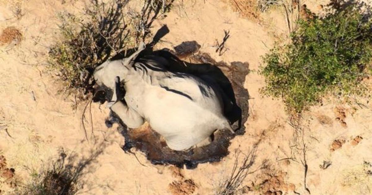 Resuelven el misterio de la muerte de cientos de elefantes en Botsuana