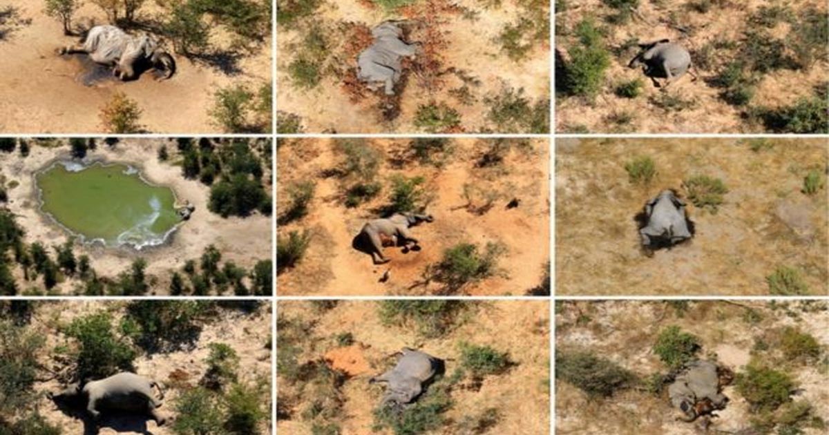 Resuelven el misterio de la muerte de cientos de elefantes en Botsuana