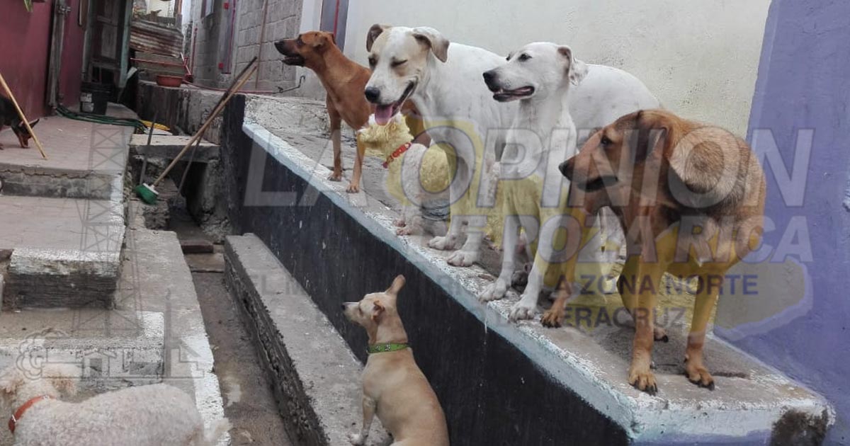 Piden apoyo para niño que fue atacado por un perro en Naranjos