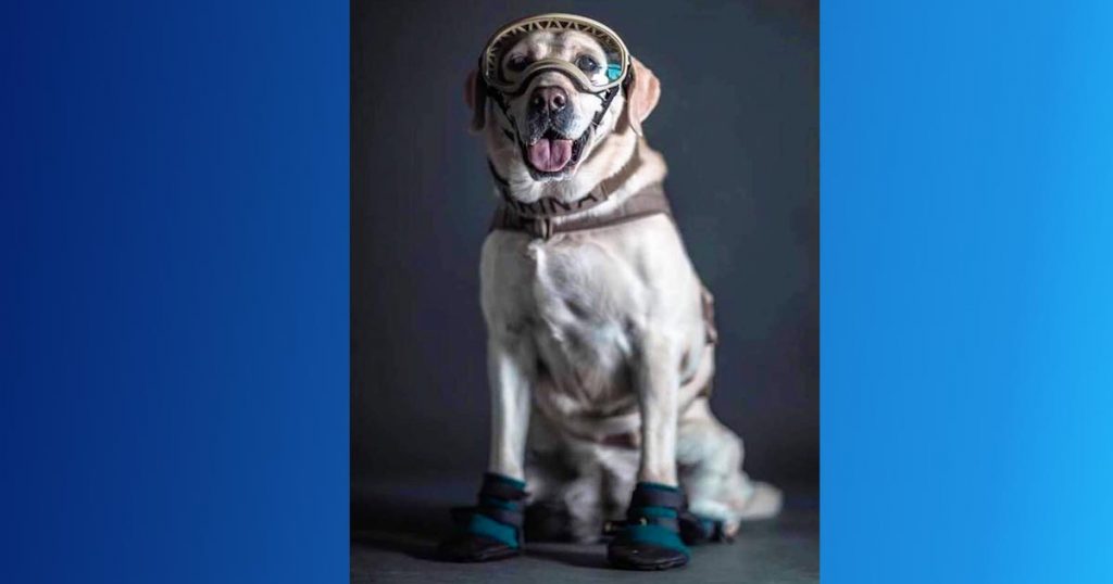 ¿Recuerdas a Frida? La famosa perrita rescatista del sismo de 2017