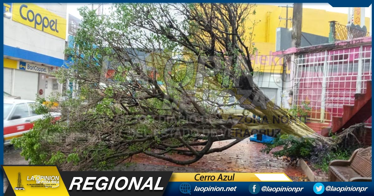 Norte derriba varios árboles en Cerro Azul