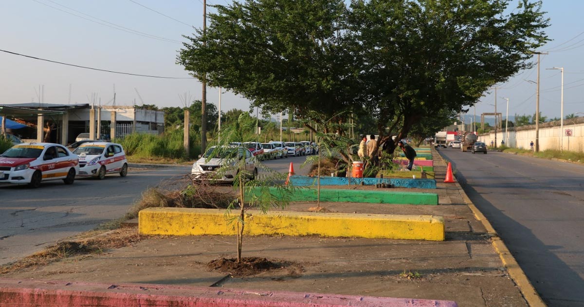 Siembran 29 árboles a lo largo del Bulevar González Ortega