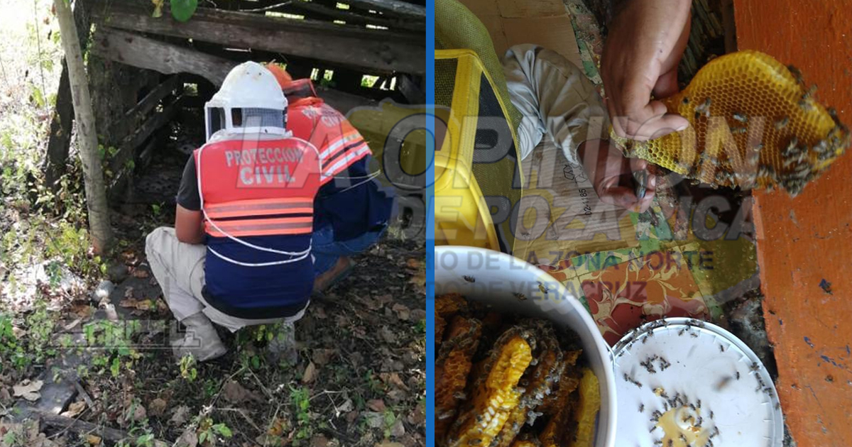 Presencia de abejas un riesgo para la población