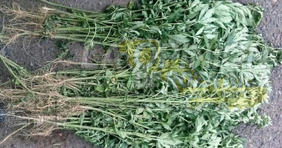 Incineran plantas de mariguana