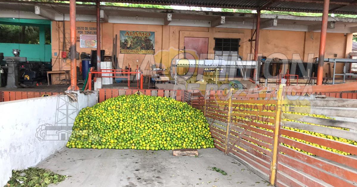 Productores de cítricos a, la espera de Todos Santos