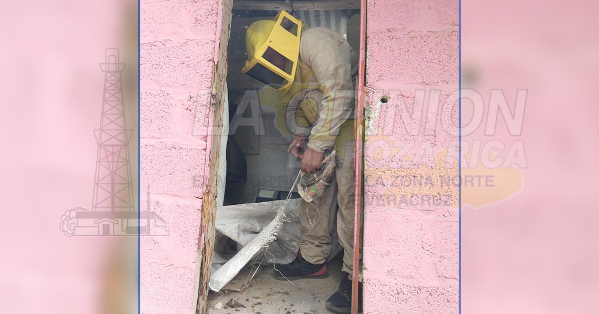 Aumenta presencia de enjambres: PC