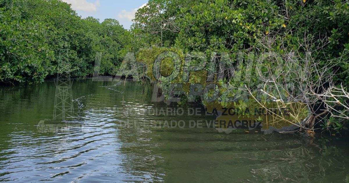 Buscan la preservación de los manglares