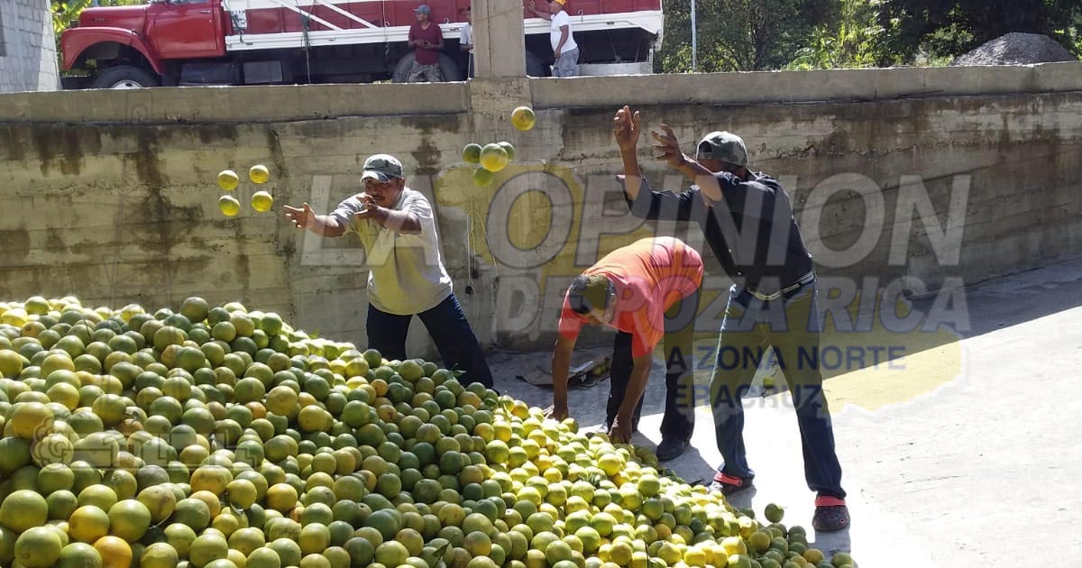 Sin expectativas citricultores de Cazones para cerrar el 2020