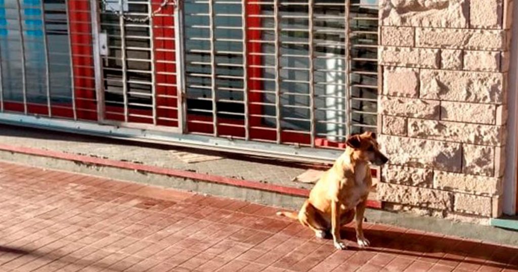 La perrita Bianca aún espera a su dueña fallecida