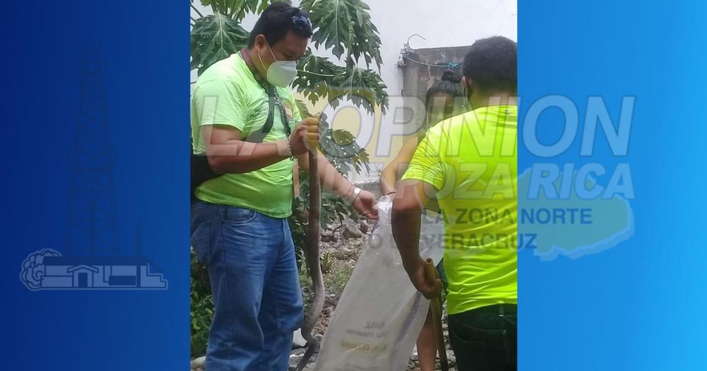 Alertan, presencia de animales peligrosos