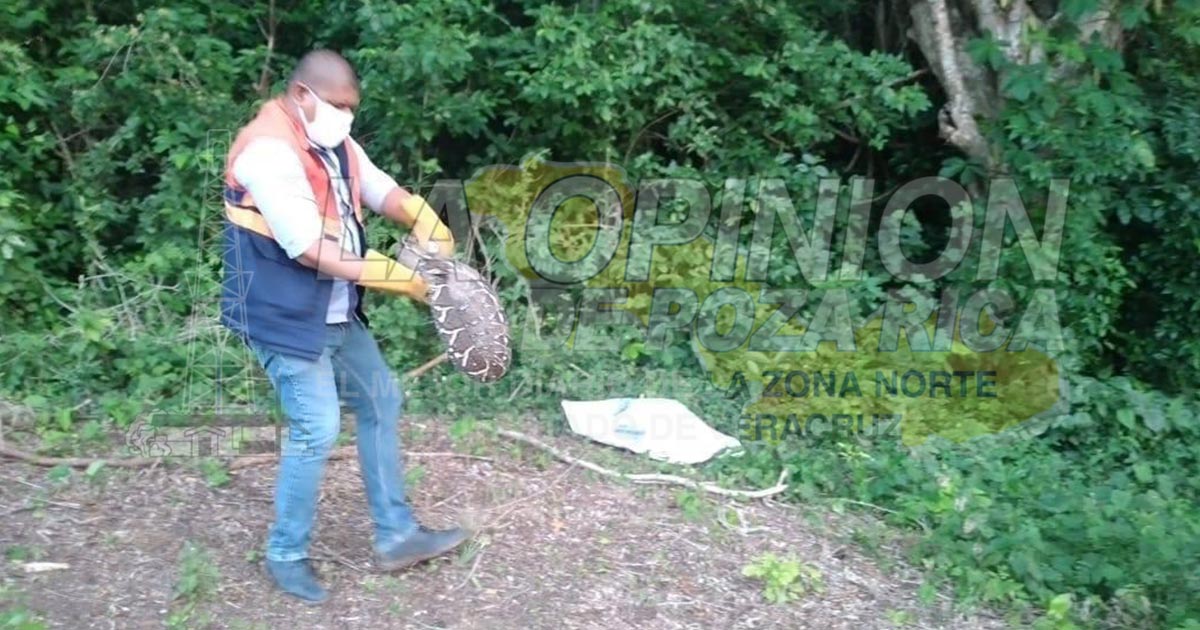 Capturan y liberan una boa constrictor