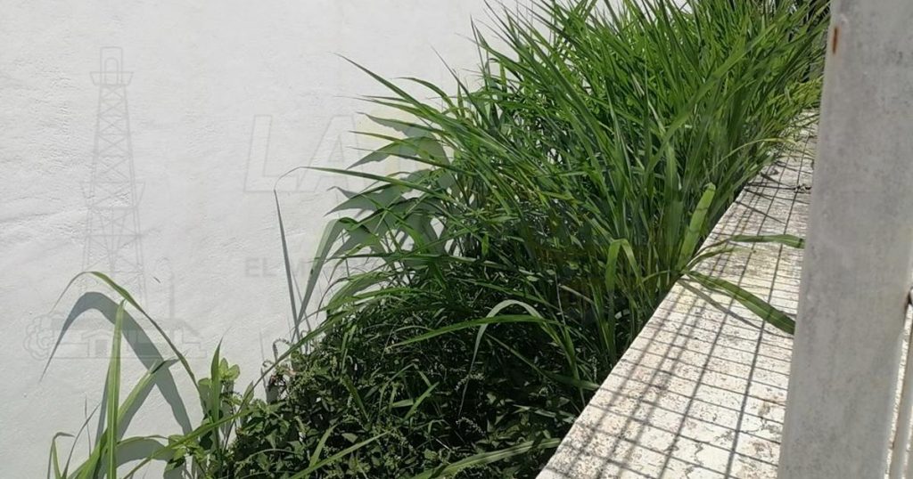 Centro de salud nido de dengue