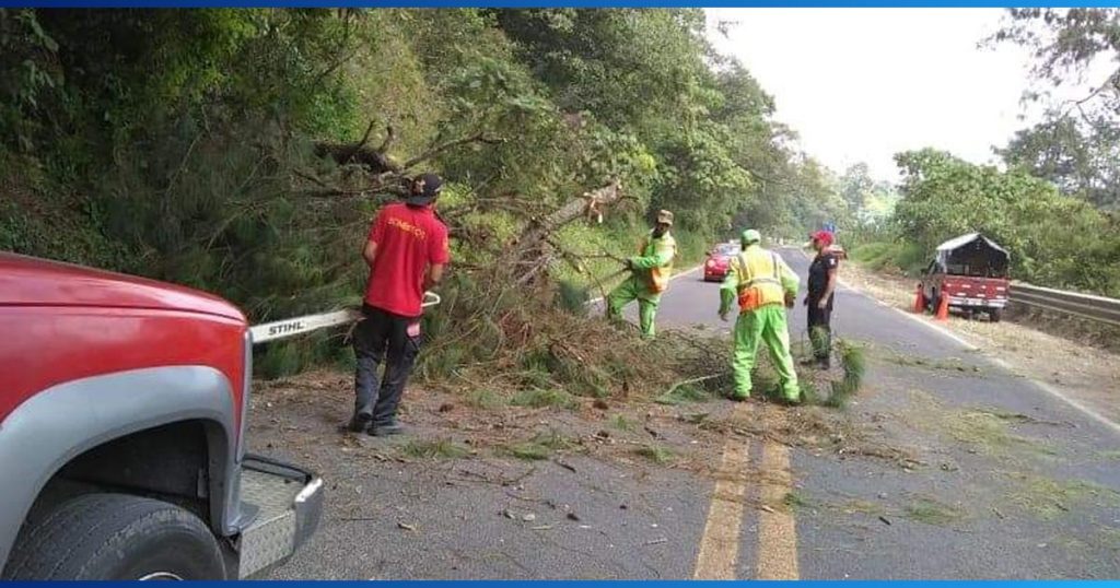 Árboles cierran acceso en la México-Tuxpan