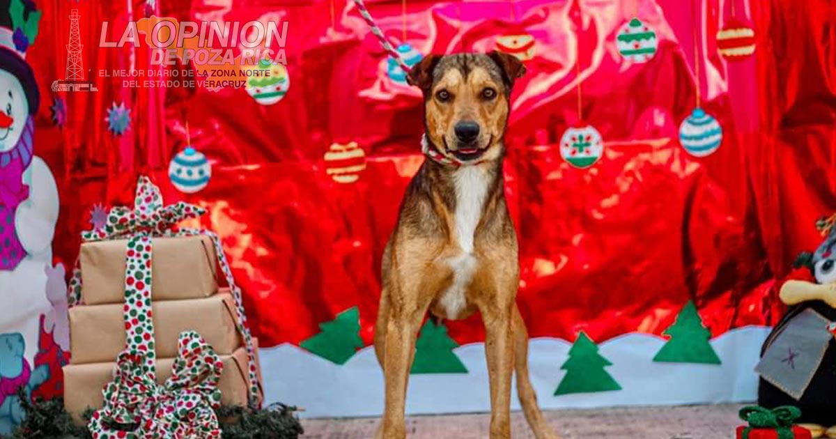 Invitan adoptar en el Centro de Salud Animal en Poza Rica