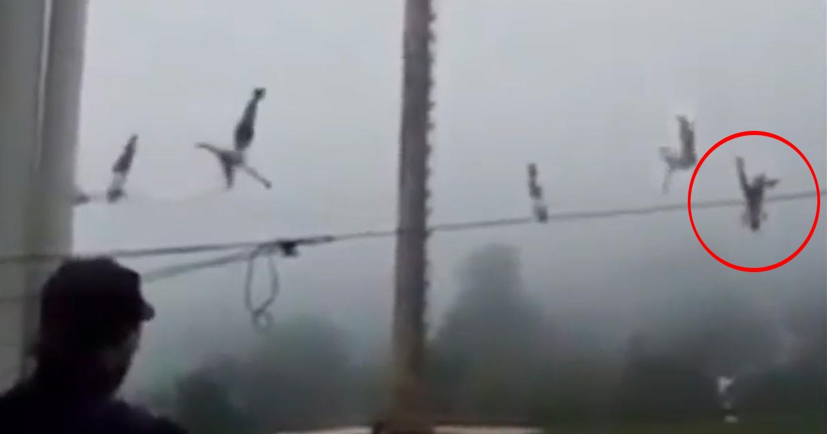 Cae “volador” en Acaxochitlán de una altura de 10 metros en Hidalgo (+Video)