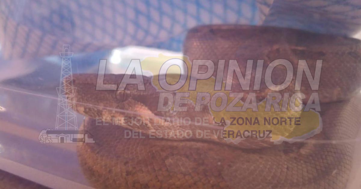 Aumenta presencia de animales silvestres en hogares