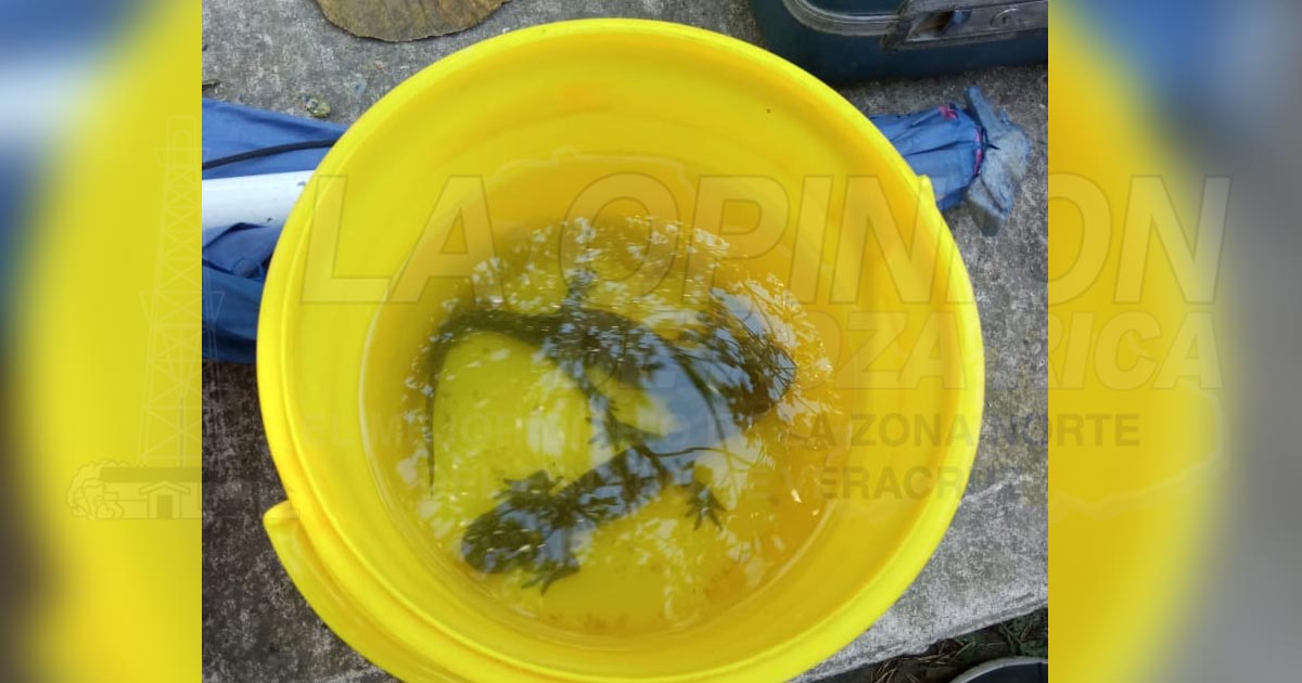 Venden ajolotes en Tuxpan