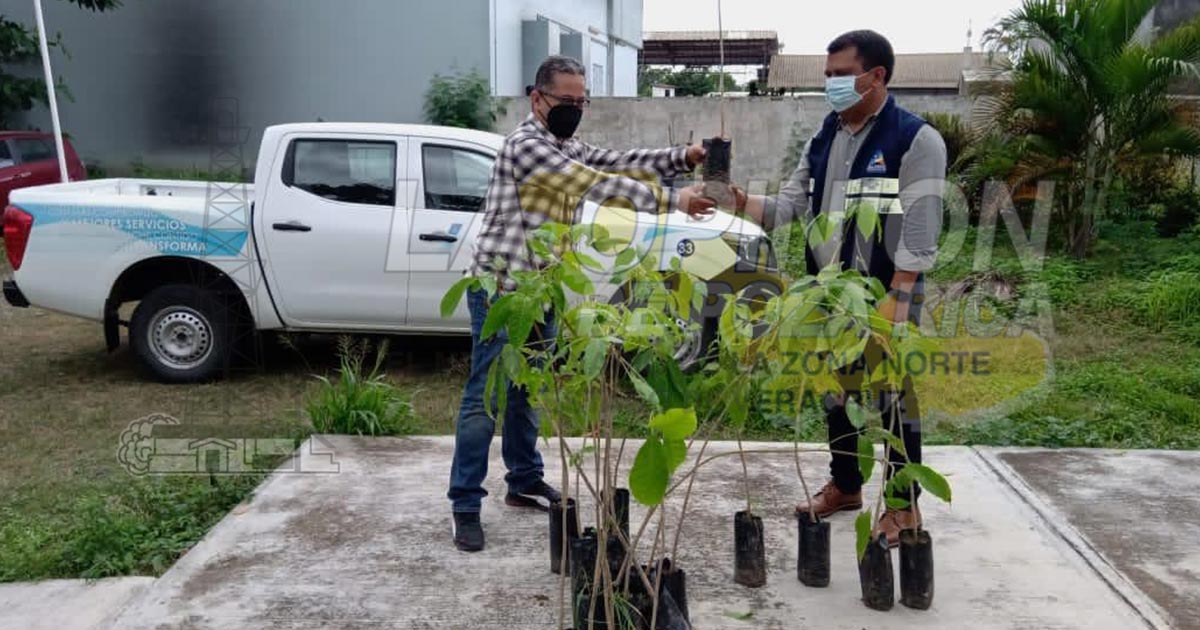 Buscan reforestar áreas verdes en comunidades
