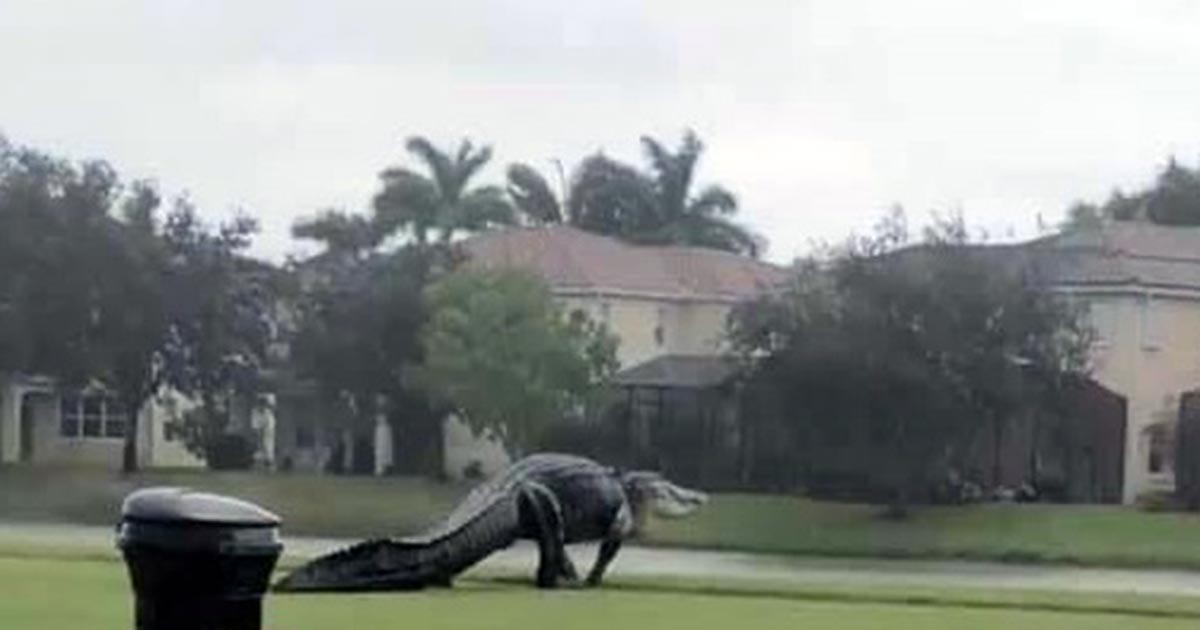 Monstruoso caimán cruza un campo de golf durante la tormenta Eta