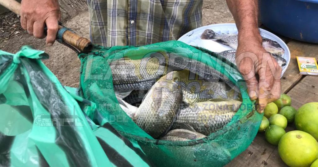 Comunidades le apuestan a los cultivos alternativos