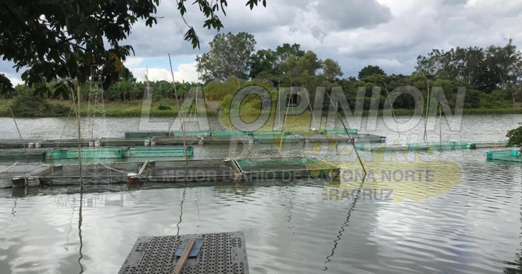 Comunidades le apuestan a los cultivos alternativos