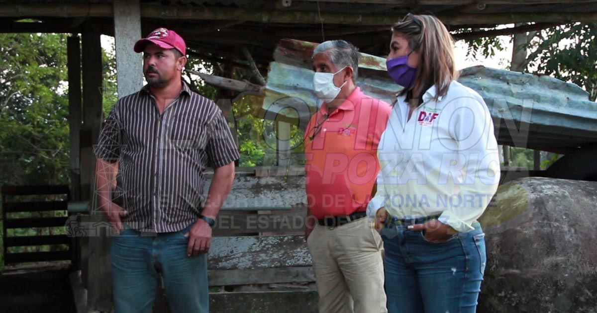 DIF de Naranjos entrega cerdos a la comunidad de Totomoxtepec