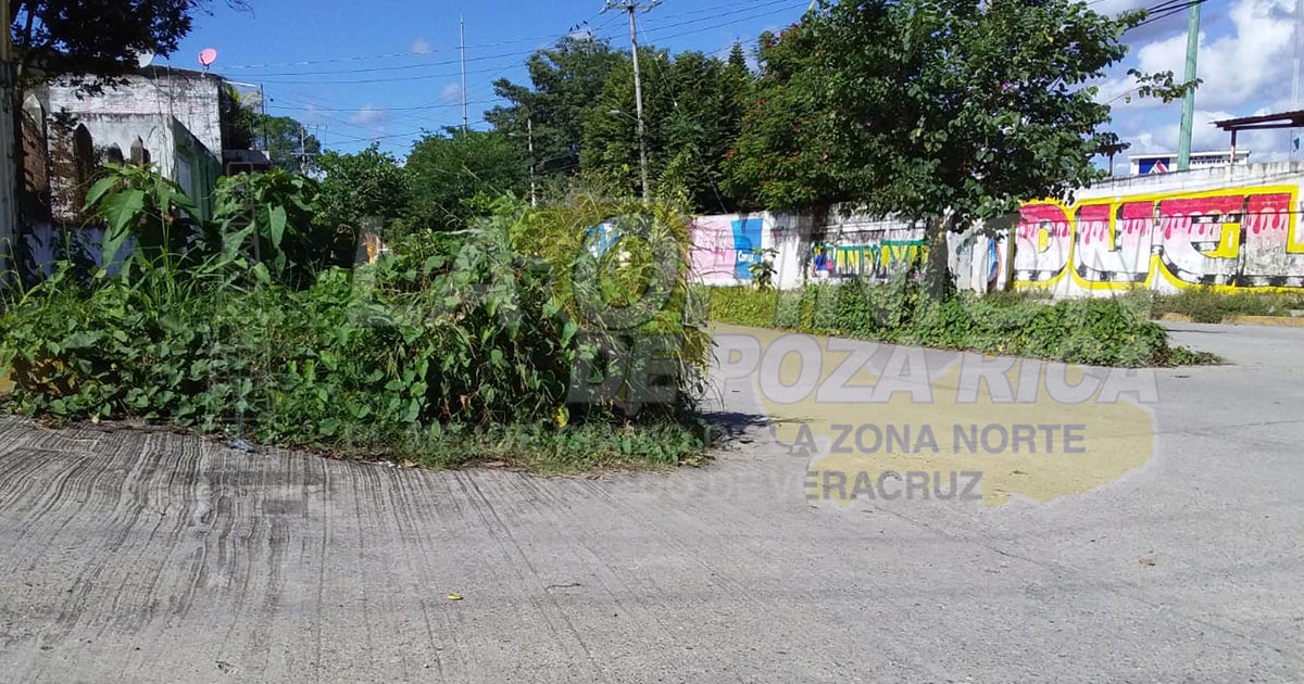 Maleza invade banquetas y camellón de la Reforma, en Sector Coatzintla