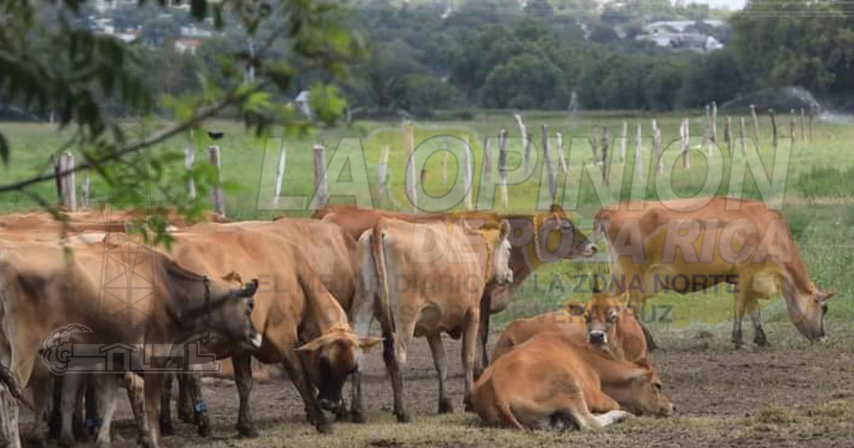 Preocupa el robo de ganado en Tlanchinol