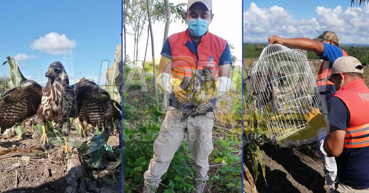Rescatan especies en peligro de extinción