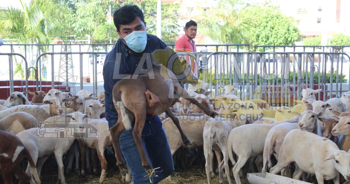 Subsecretario de Ganadería minimiza problemas por sequía