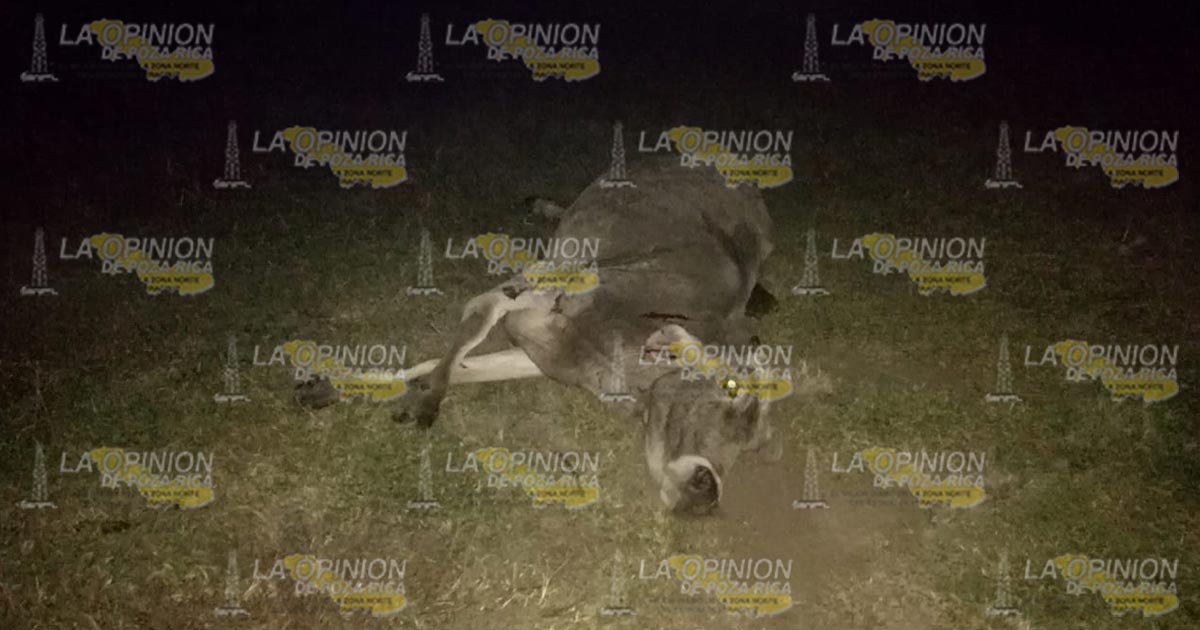 Empleado de la termo embiste a una res