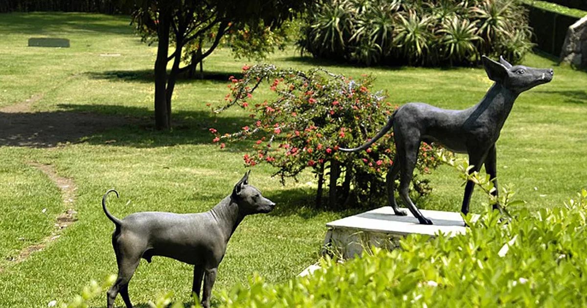 El Xoloitzcuintle es el nuevo símbolo de la CDMX