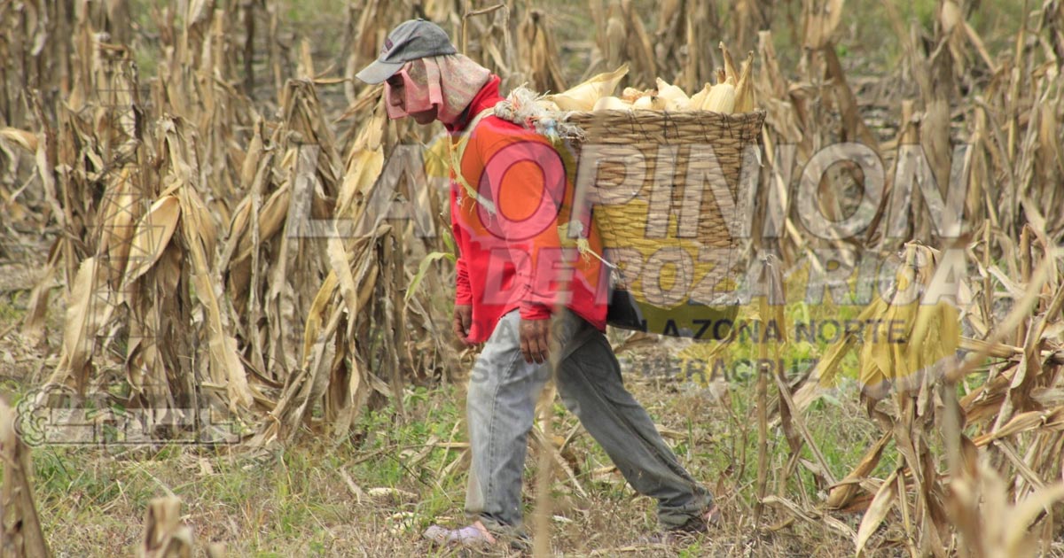Se desploma el precio de la hoja de maíz (Totomoxtle) en Cazones