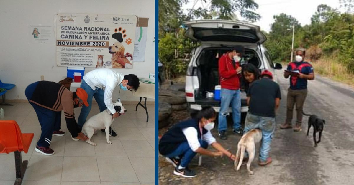 Insta el Sector Salud a prevenir rabia animal