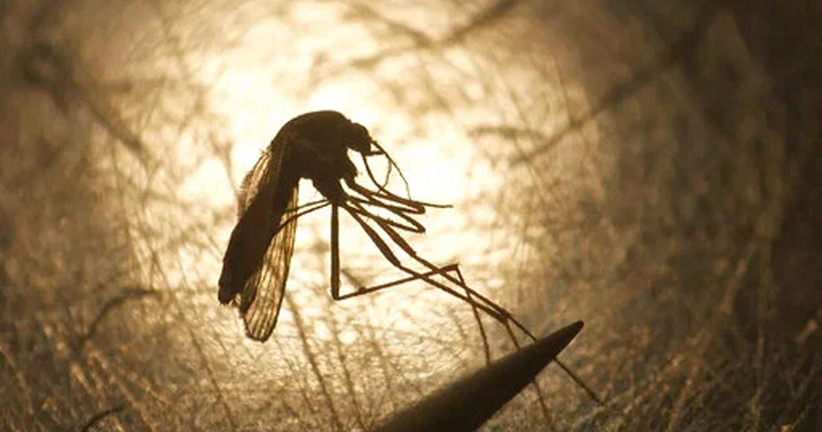 Confirman caso humano del virus del Nilo Occidental en el condado Hillsborough