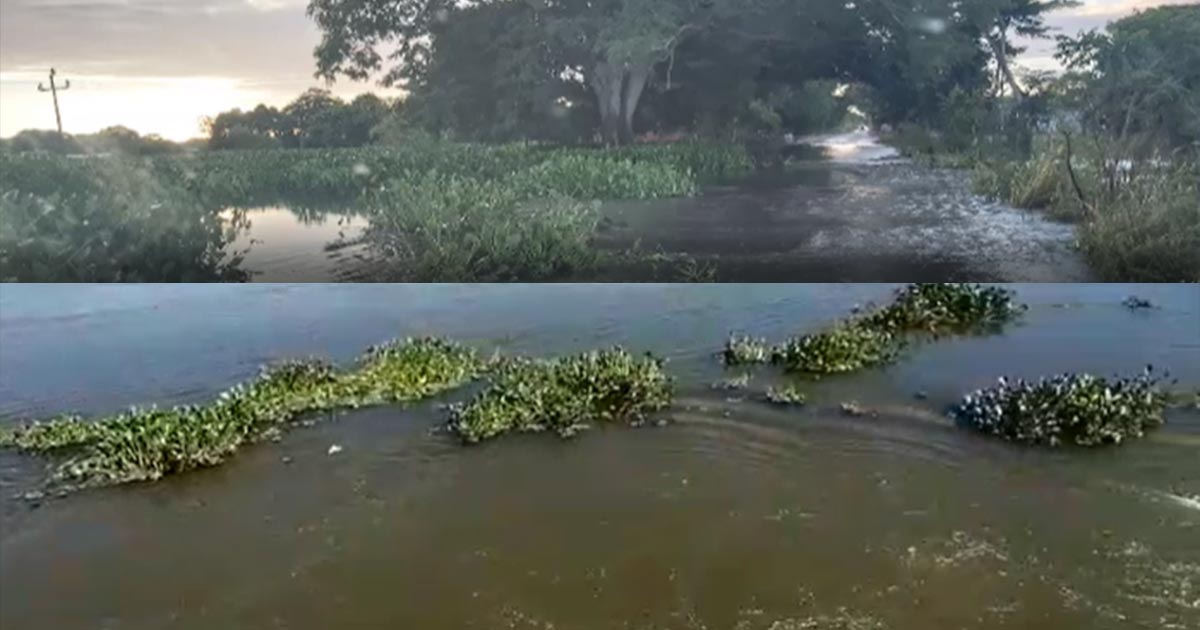 Alerta por posible desborde del río Usumacinta
