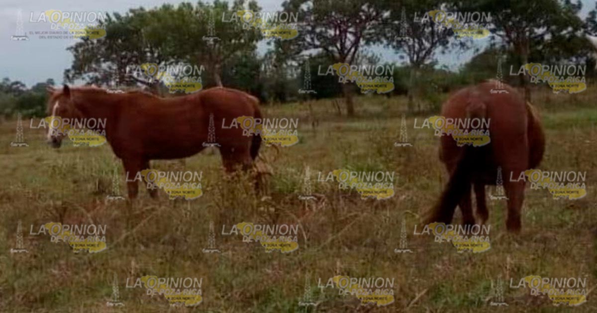Buscan a yegua y caballo extraviados desde el 11 de este mes, en Cazones