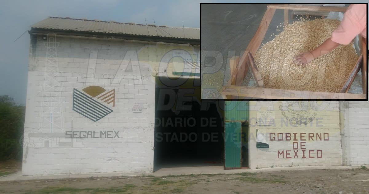 Campesinos de Coatzintla ya podrán vender su maíz; acopio inicia el 2 de enero