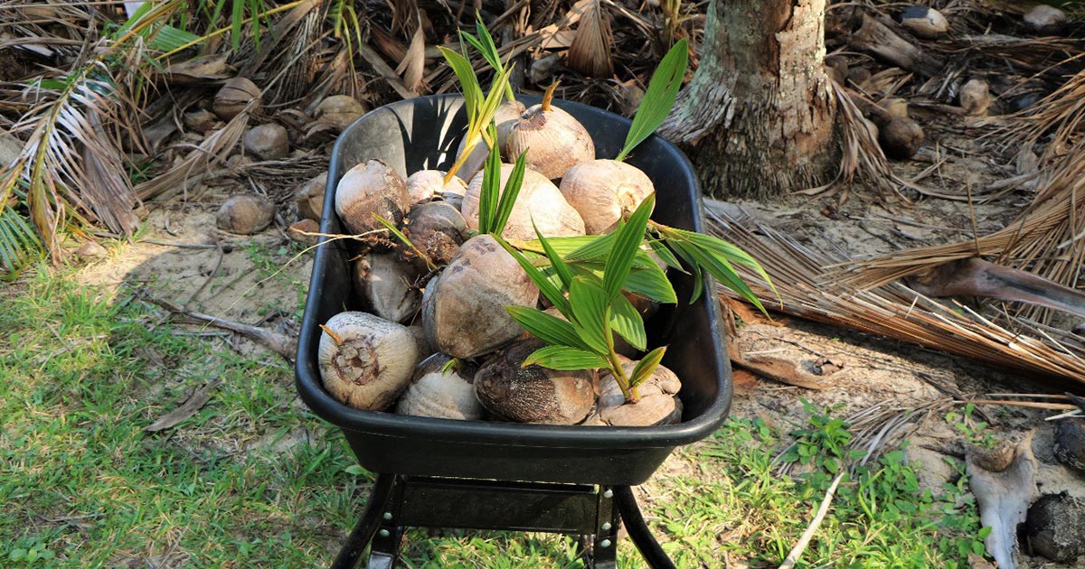 Concluyen trabajos de limpieza en la Isla Lobos