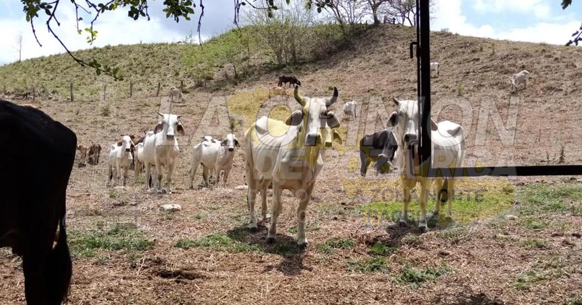 Falta de agua causa estragos en ganadería de la zona norte
