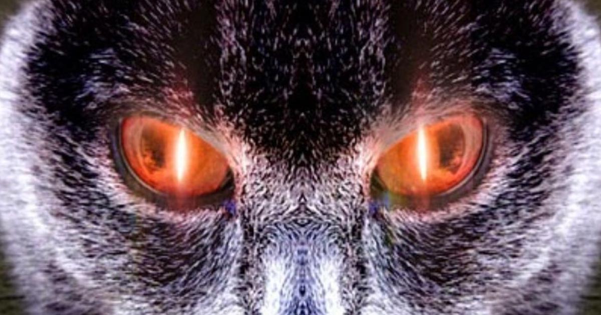 Conoce la leyenda NAVIDEÑA sobre el gato que se come a los NIÑOS perezosos